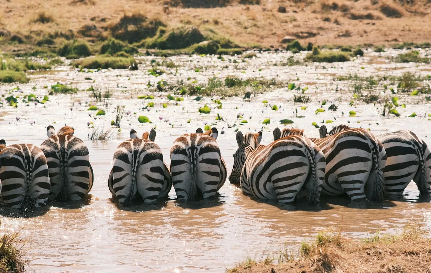 Cebras metidas en el agua en el Masái Mara
