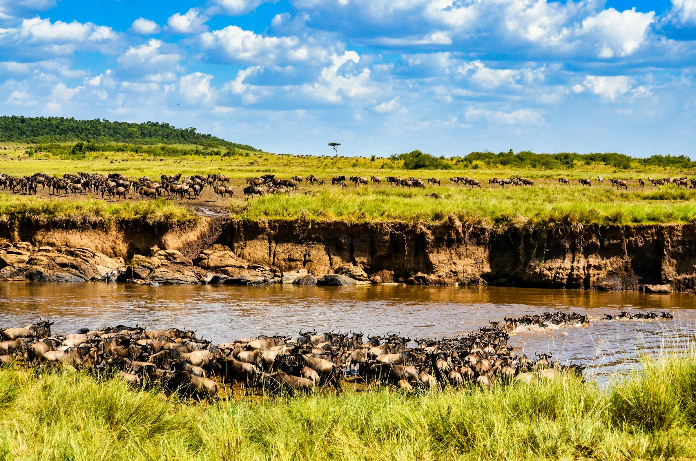 Gran Migración en Kenia: manadas de ñus a ambos lados del río Mara durante un cruce en el Masái Mara