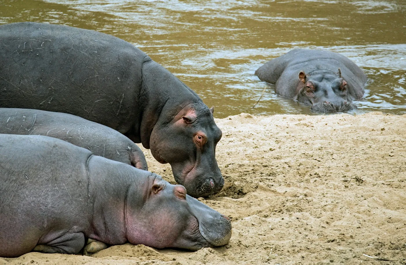 Hipopótamos en la orilla del río Mara, en el Triángulo del Mara
