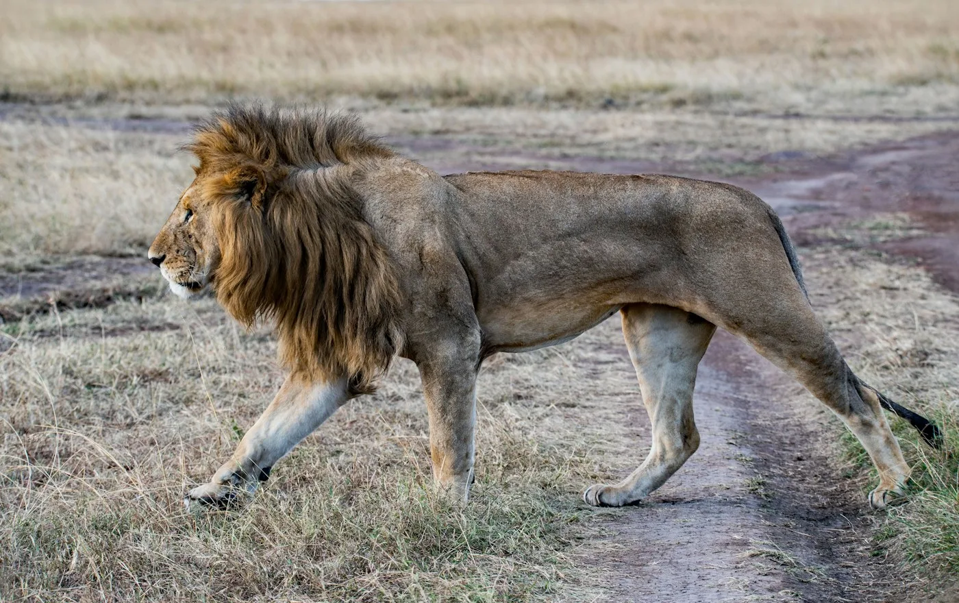 León macho caminando por una pista del Masái Mara
