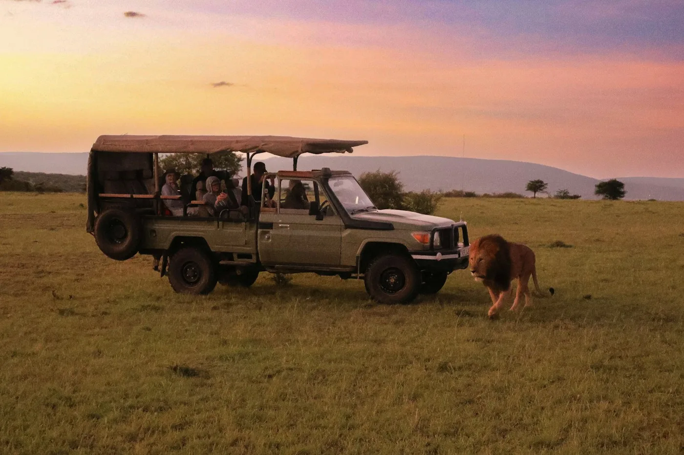 León caminando junto a un vehículo de safari en la conservancy de Naboisho