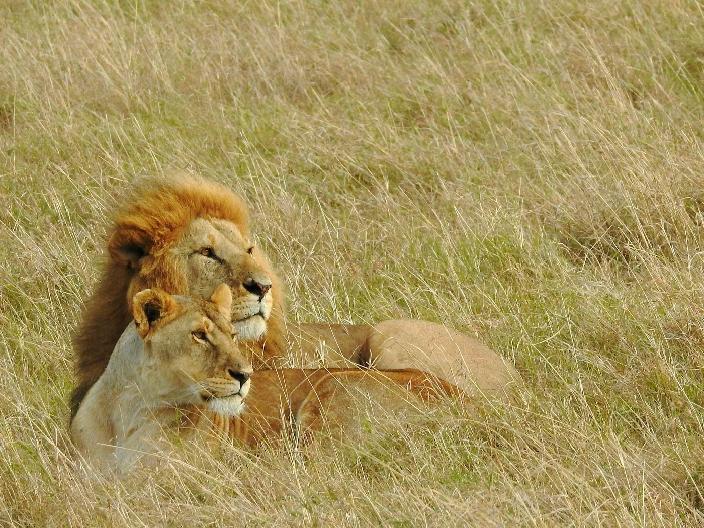 León y leona tumbados en la hierba del Masái Mara