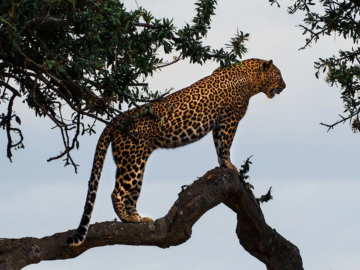 Leopardo subido a una rama en el Masái Mara