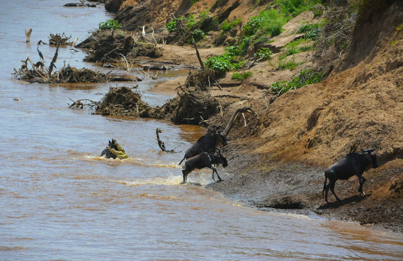 Ñus bajando por un talud para entrar en el río en el Masái Mara