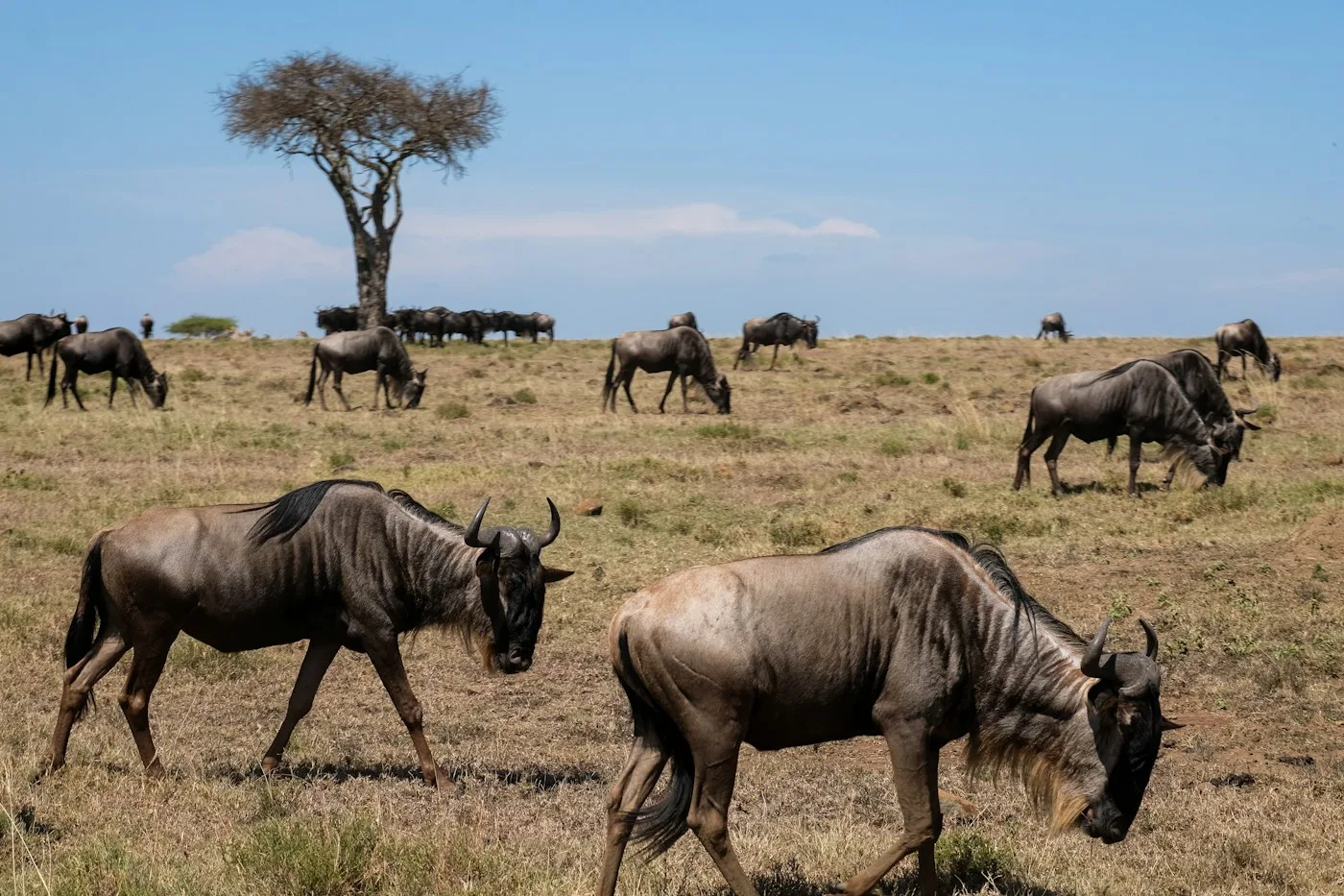 Ñus pastando en la conservancy de Naboisho, junto al Masái Mara