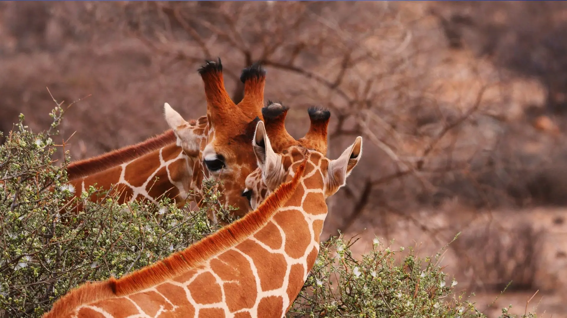 Dos jirafas reticuladas comiendo hojas de acacia