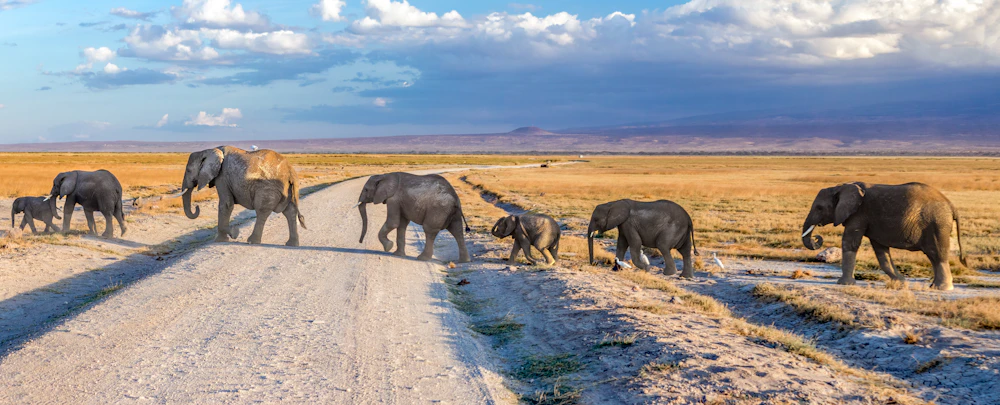 Manada de elefantes caminando por Amboseli