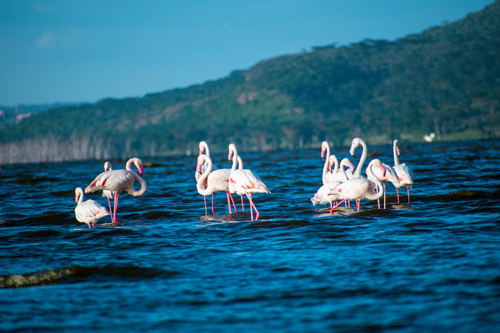 Flamencos en las aguas del lago Nakuru