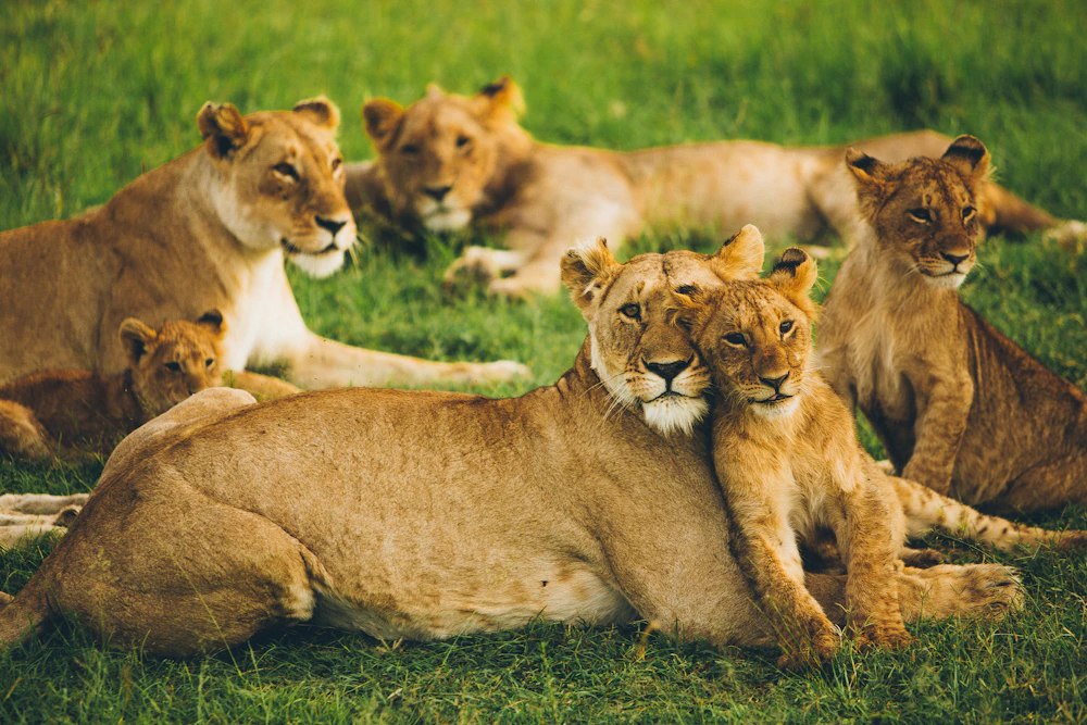 Manada de leones en la hierba