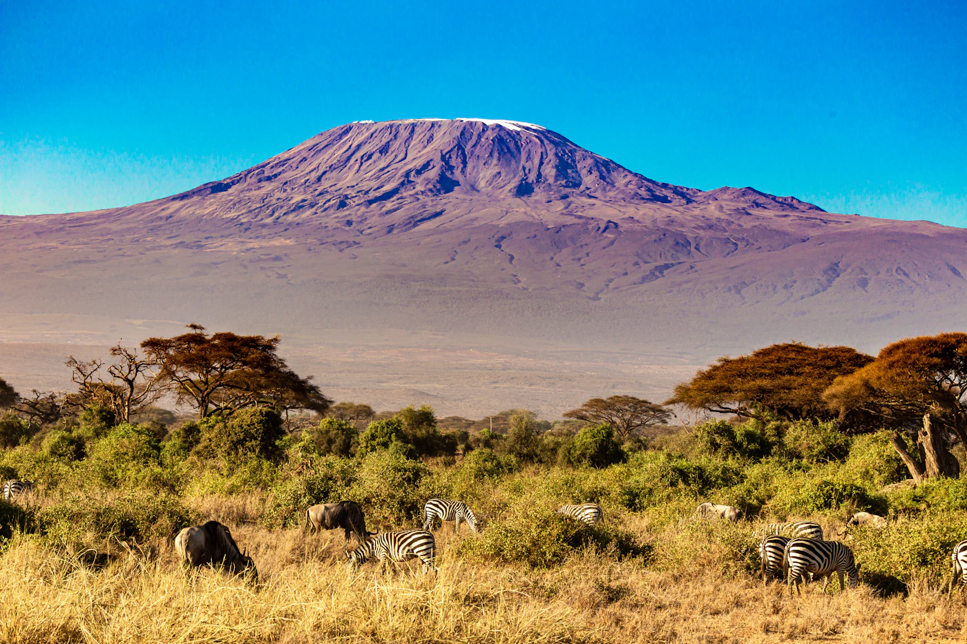 Cebras pastando con una montaña al fondo en Amboseli