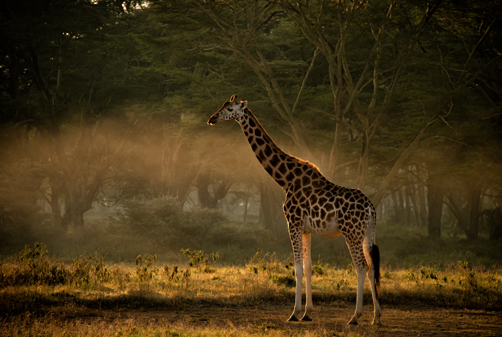 Jirafa joven entre la niebla del amanecer en Samburu
