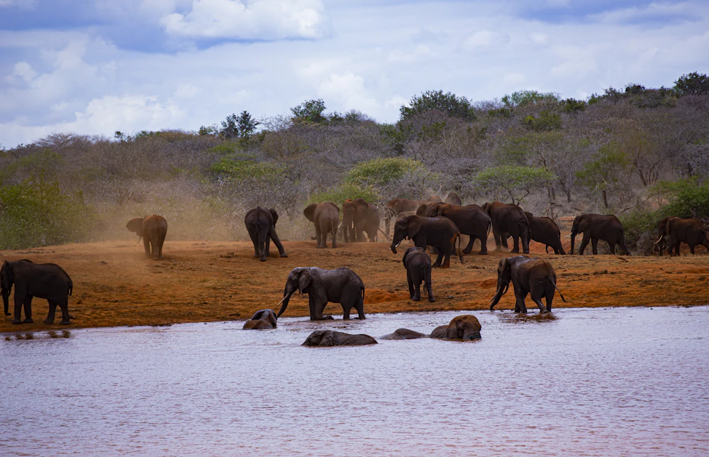 Manada de elefantes en una charca de Tsavo