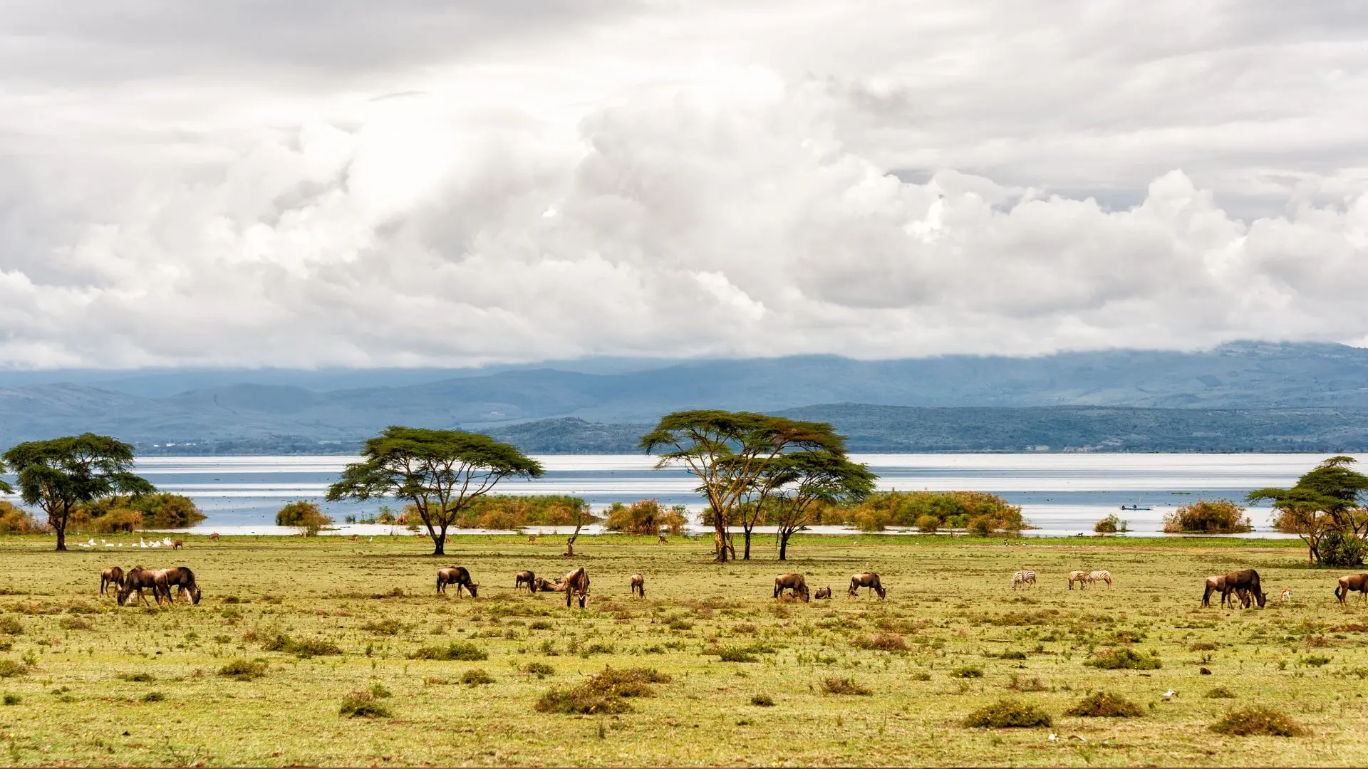 Ñus y cebras pastando entre acacias a orillas del lago Naivasha