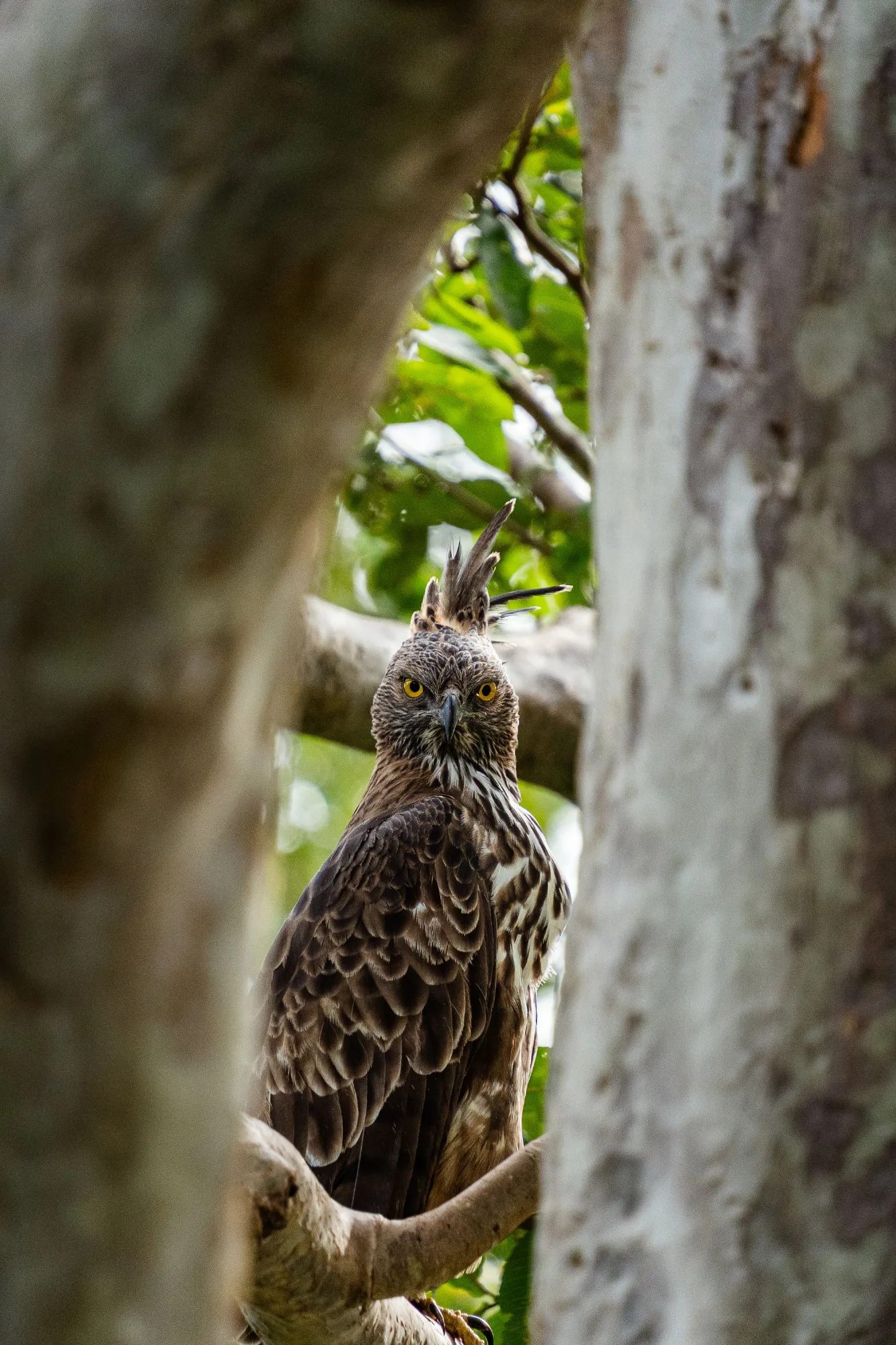 Águila azor crestada posada en un bosque de Sri Lanka