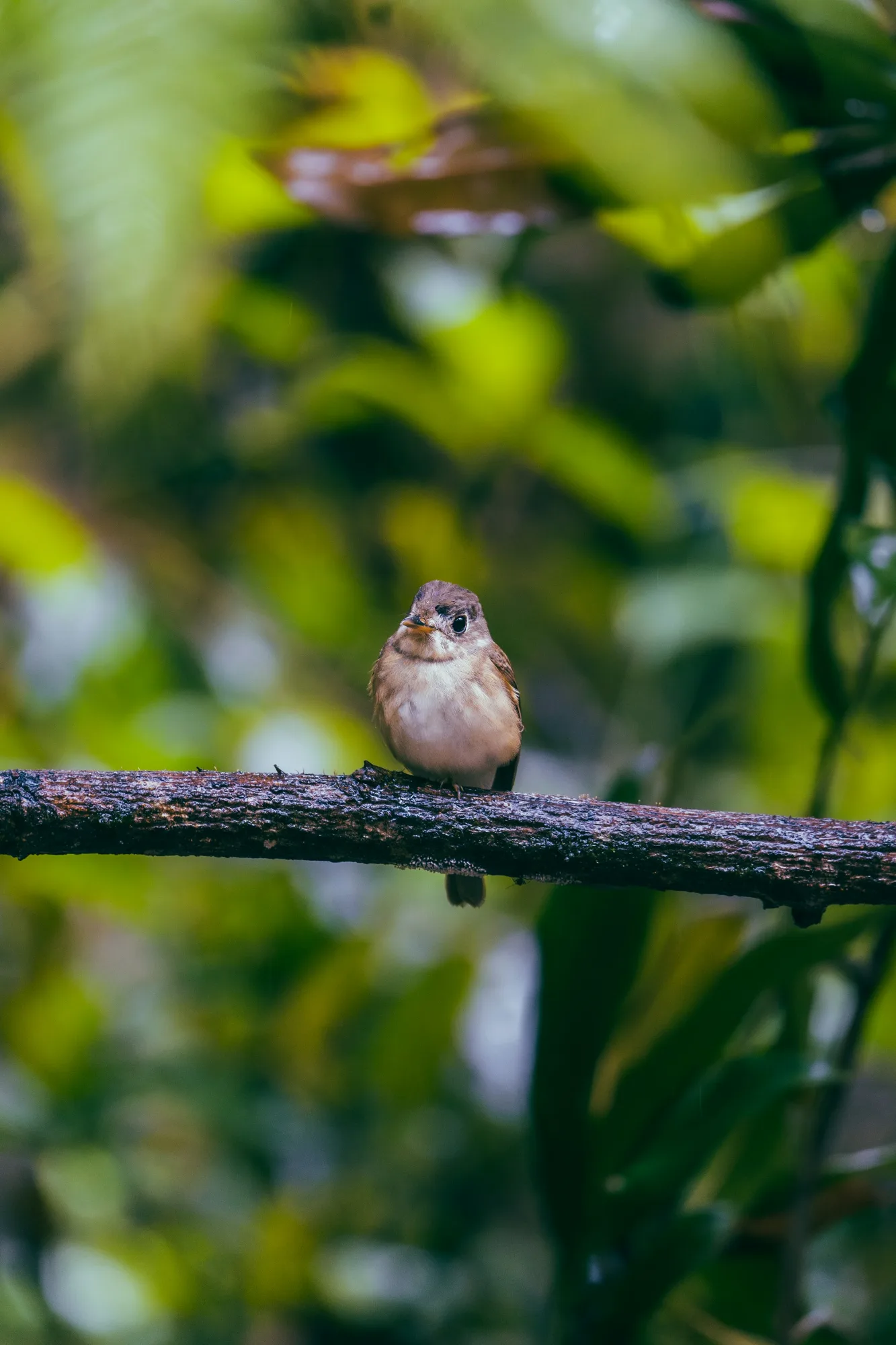 Pequeña ave sobre una rama en la reserva forestal de Sinharaja