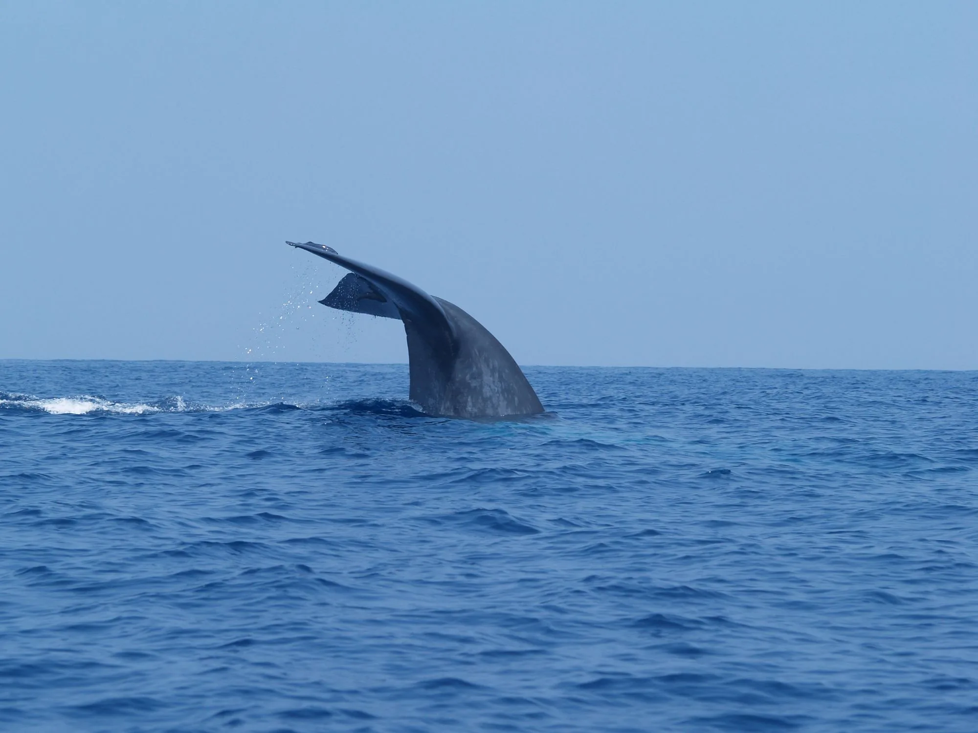 Ballena azul sumergiéndose con la cola fuera del agua frente a Sri Lanka
