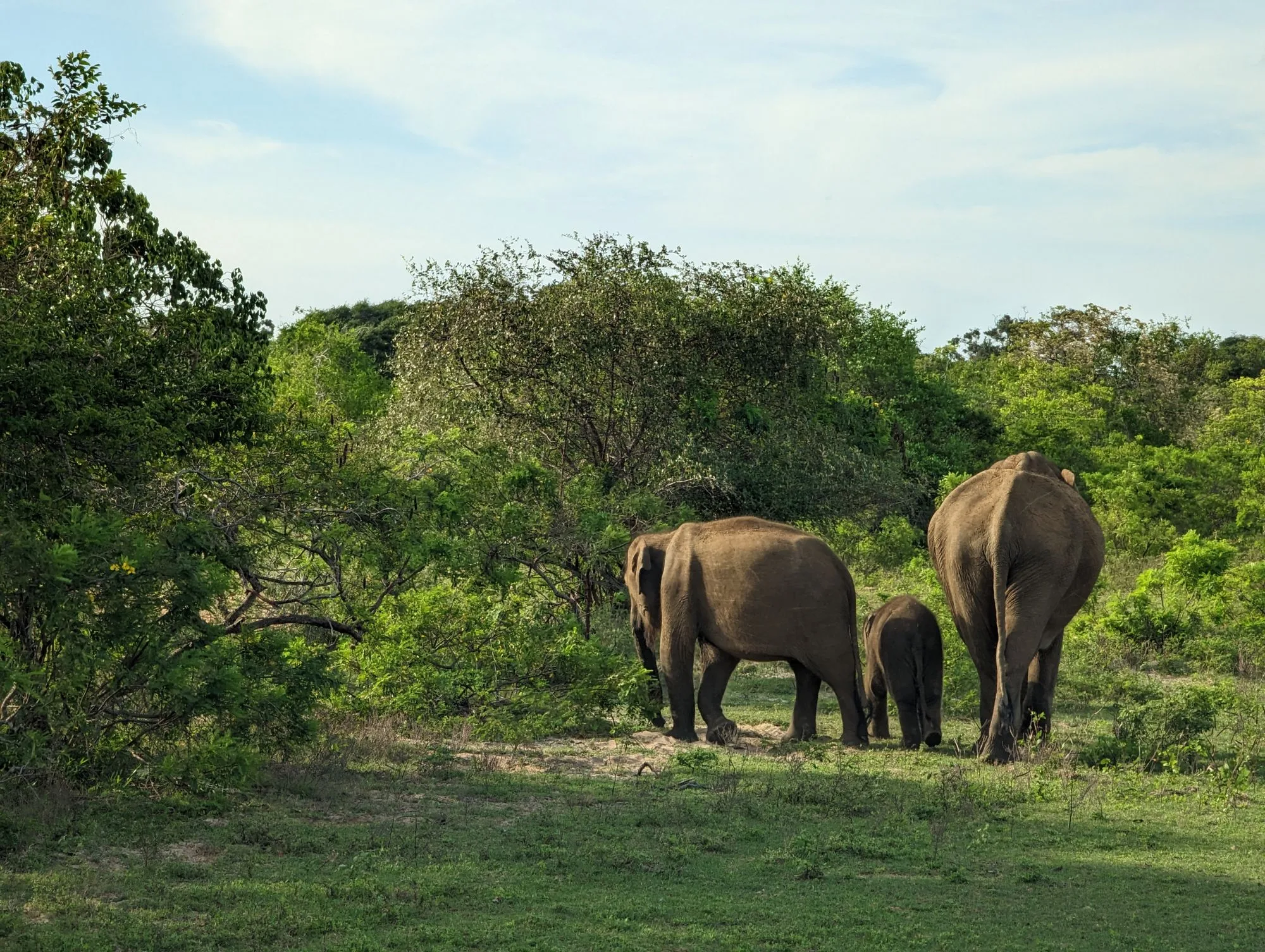 Elefantes asiáticos entre los árboles del Parque Nacional de Yala