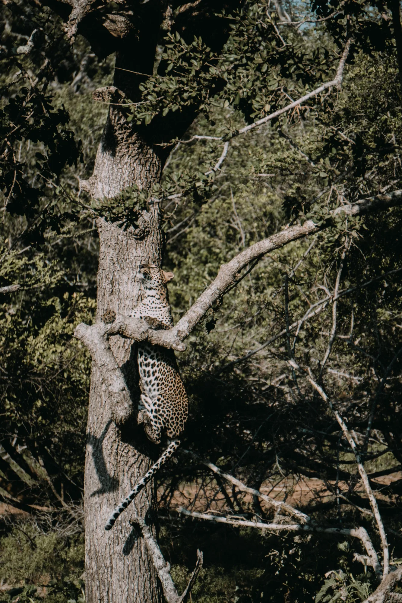 Leopardo de Sri Lanka descansando en un árbol del Parque Nacional de Yala